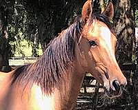 all-marchador-horse