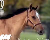 approved-marchador-horse