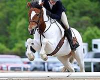 all-around-paint-pony