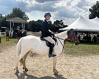 english-pleasure-paint-pony