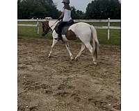 equitation-paint-pony