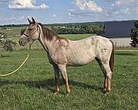 quarter-horse-filly