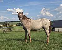 quarter-horse-for-sale