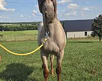 quarter-horse