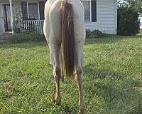 filly