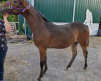 snowflake-appy-pony