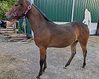 bay-snowflake-appy-pony