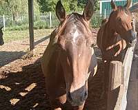 arabian-filly-appaloosa-pony