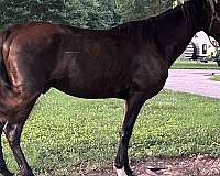 field-trial-tennessee-walking-horse