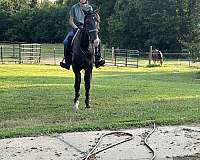 performance-tennessee-walking-horse