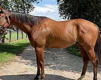 blaze-sock-horse