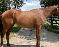 bay-blaze-sock-horse