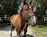 heels-thoroughbred-horse