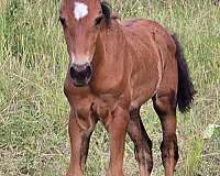 star-horse