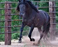 bodied-andalusian-horse