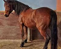range-andalusian-horse