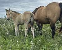 deposit-colt