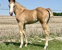 cbhi-filly