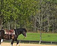 gelding-gypsy-vanner-horse