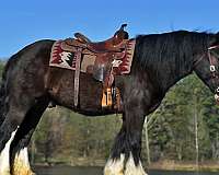 gentle-gypsy-vanner-horse