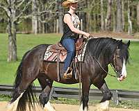 bombproof-gypsy-vanner-horse