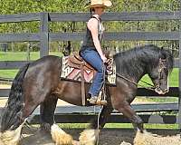 all-around-gypsy-vanner-horse