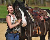western-gypsy-vanner-horse