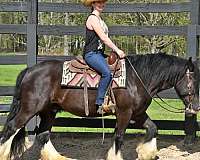 gypsy-vanner-horse