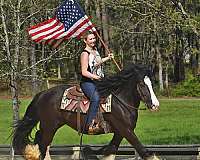 family-gypsy-vanner-horse