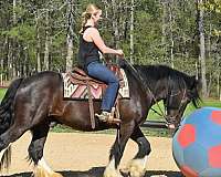beginner-safe-gypsy-vanner-horse