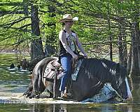 athletic-gypsy-vanner-horse