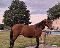 bay-appendix-gelding