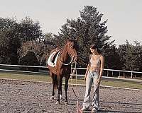 bay-gelding-for-sale