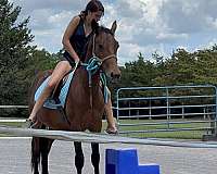 14-hand-appendix-gelding