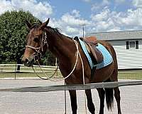 14-hand-appendix-horse