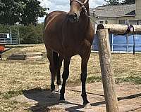 14-hand-bay-horse