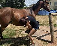 14-hand-gelding