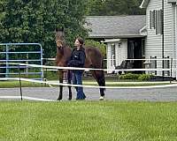 bay-appendix-horse