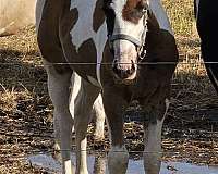 splash-1-horse