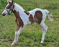 black-splash-1-horse