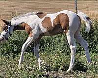 dp-gunnaoutshinya-paint-horse