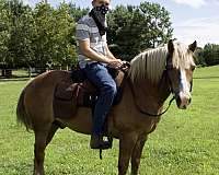 haflinger-gelding