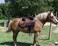 advanced-beginner-haflinger-pony