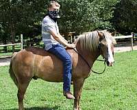 advanced-haflinger-pony