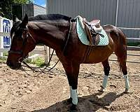 thoroughbred-horse-for-sale