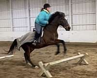 thoroughbred-horse