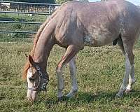 four-white-socks-blaze-horse