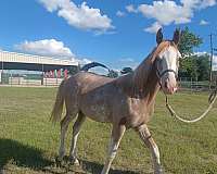 chestnut-four-white-socks-blaze-horse