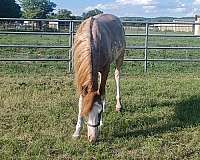 khemosabi-arabian-horse