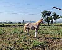 cutting-horses-arabian